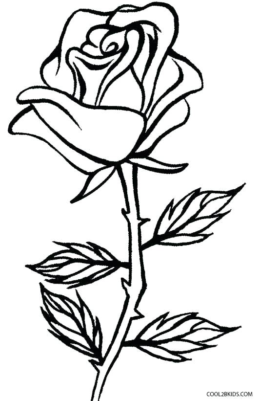 Rose Bush Drawing | Free download on ClipArtMag