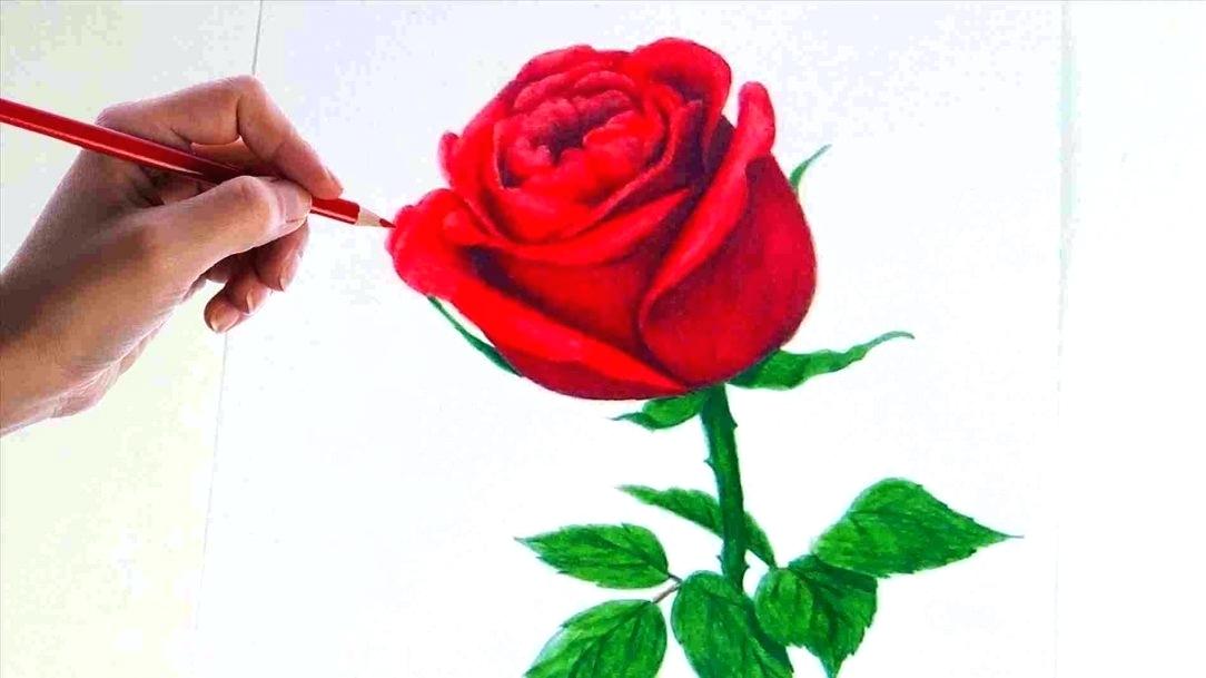 Rose Bush Drawing | Free download on ClipArtMag