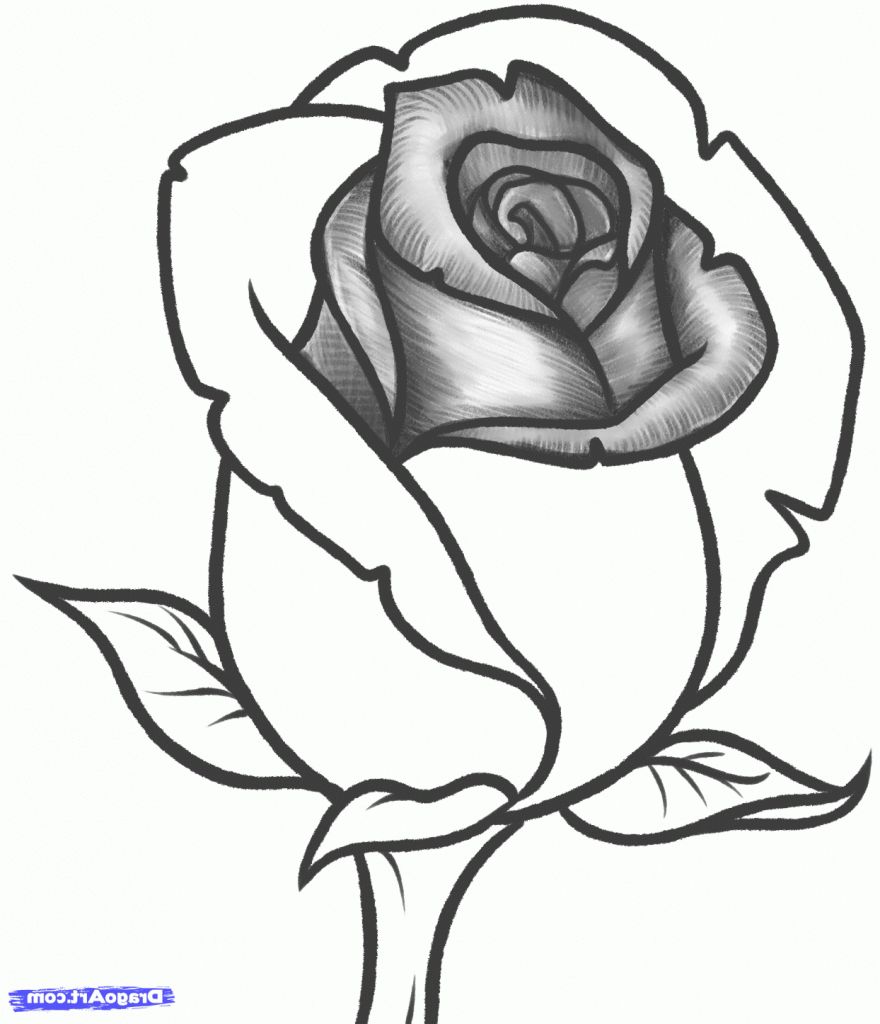 Rose Flower Pencil Drawing | Free download on ClipArtMag