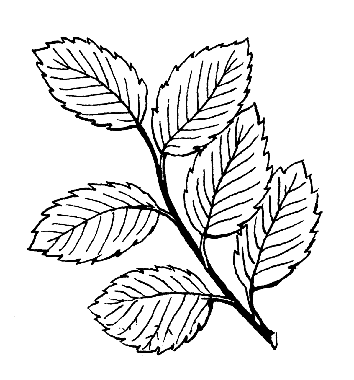 Rose Leaf Drawing Free download on ClipArtMag