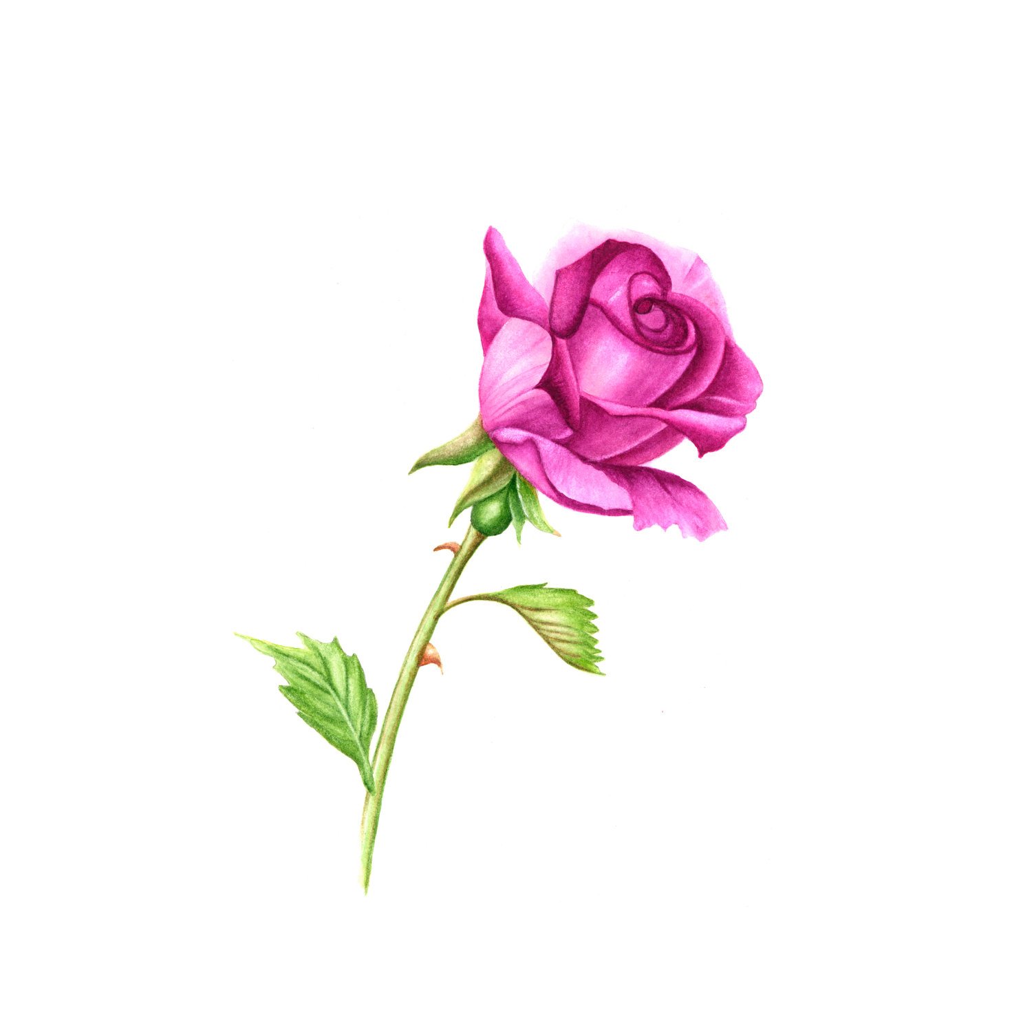 Rose With Stem Drawing Free download on ClipArtMag