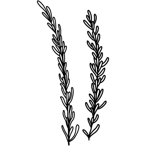 30+ Trends Ideas Simple Rosemary Flower Drawing | Creative Things Thursday