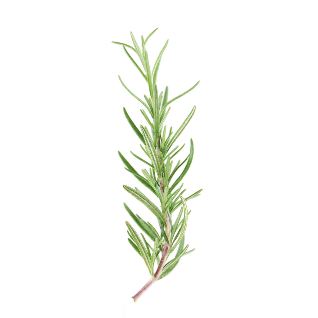 Rosemary Drawing | Free download on ClipArtMag