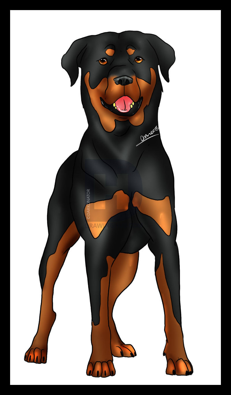 Rottweiler Drawing Free download on ClipArtMag