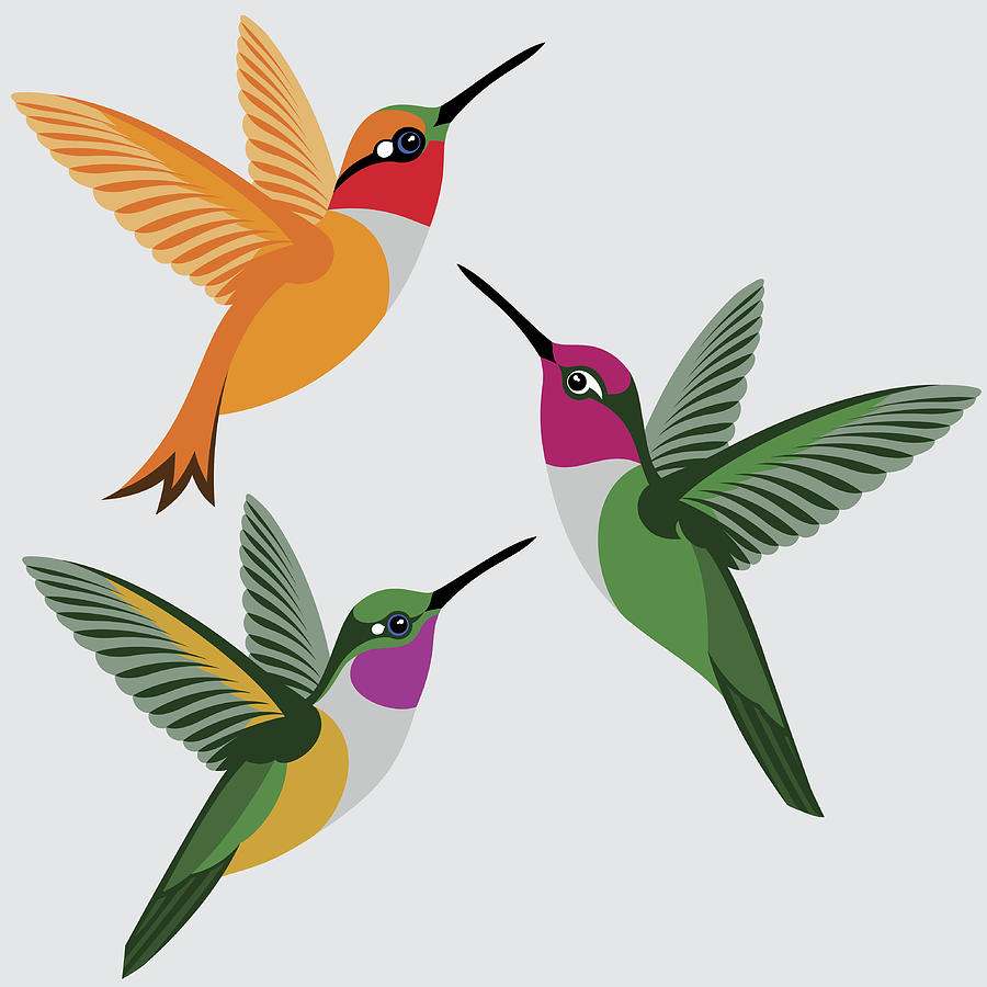 Ruby Throated Hummingbird Drawing | Free download on ClipArtMag