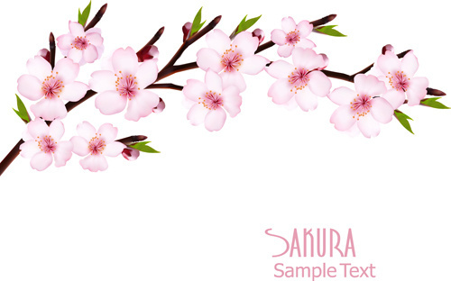 Sakura Branch Drawing | Free download on ClipArtMag