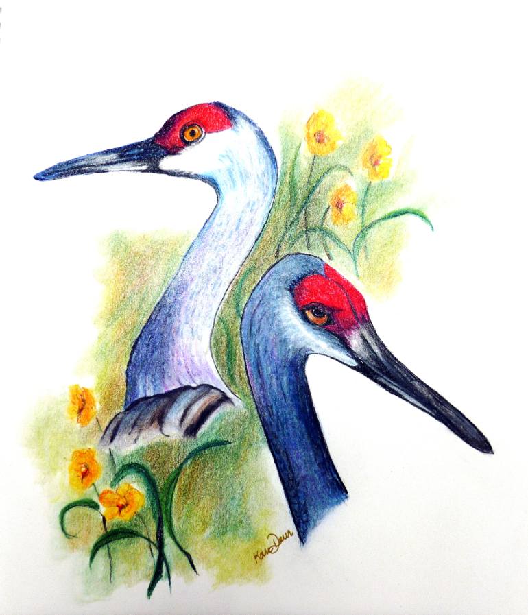 Sandhill Crane Drawing Free download on ClipArtMag