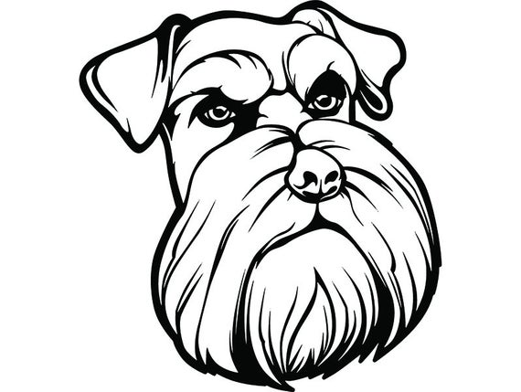 Schnauzer Drawing | Free download on ClipArtMag