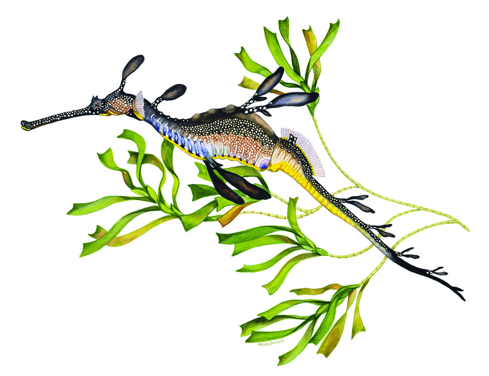 Sea Dragon Drawing | Free download on ClipArtMag