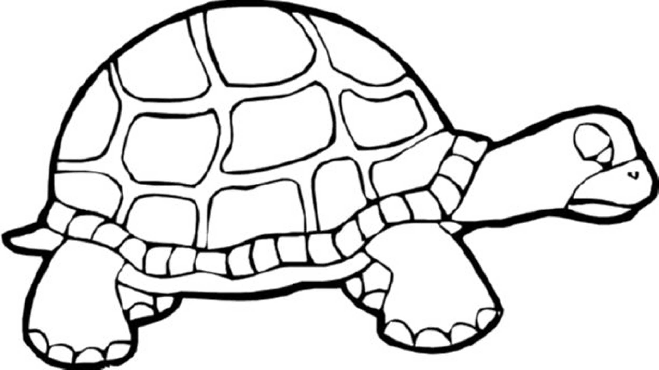 Sea Turtle Line Drawing Free download on ClipArtMag