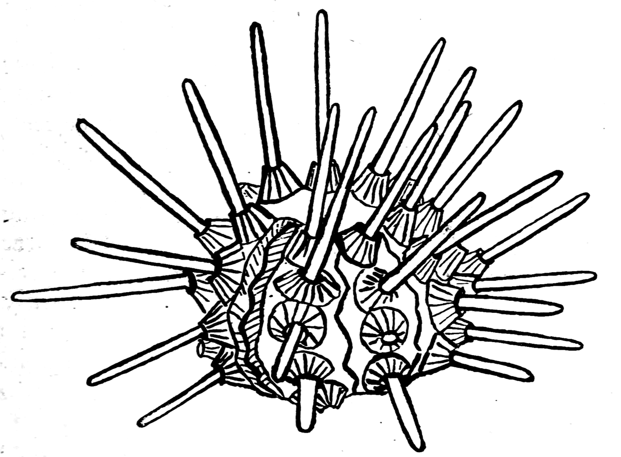 Sea Urchin Drawing | Free download on ClipArtMag