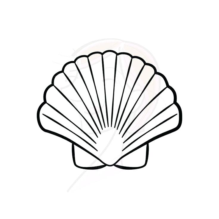 Seashell Drawing | Free download on ClipArtMag