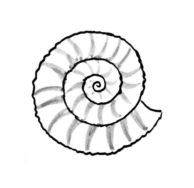 shell sea coloring drawing seashell shells templates clipartmag