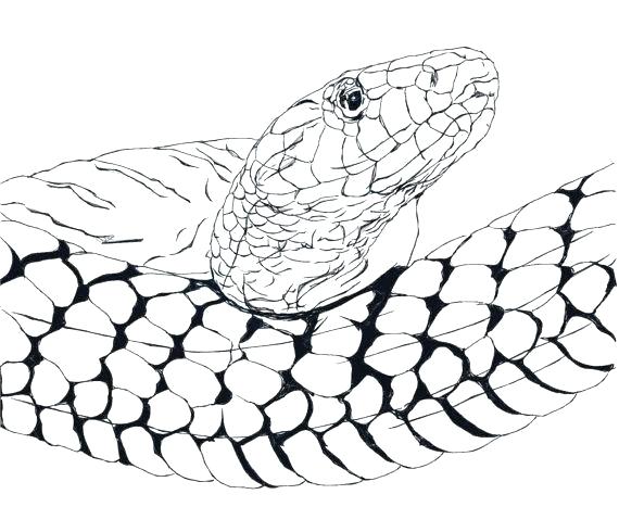 Collection of Anaconda clipart | Free download best Anaconda clipart on