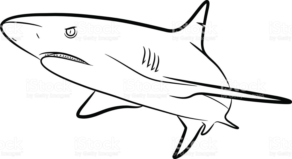 Shark Line Drawing | Free download on ClipArtMag