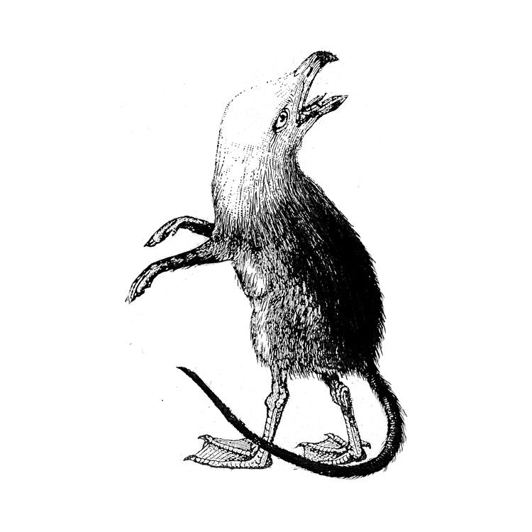 Shrew Drawing | Free download on ClipArtMag