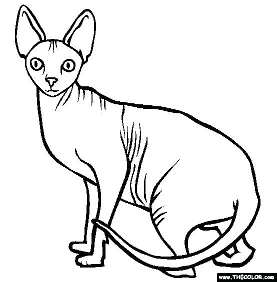 Siamese Cat Line Drawing | Free download on ClipArtMag