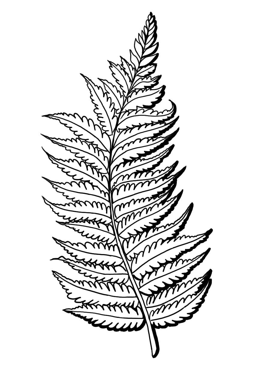 Top How To Draw A Silver Fern Step By Step in the world Don t miss out 