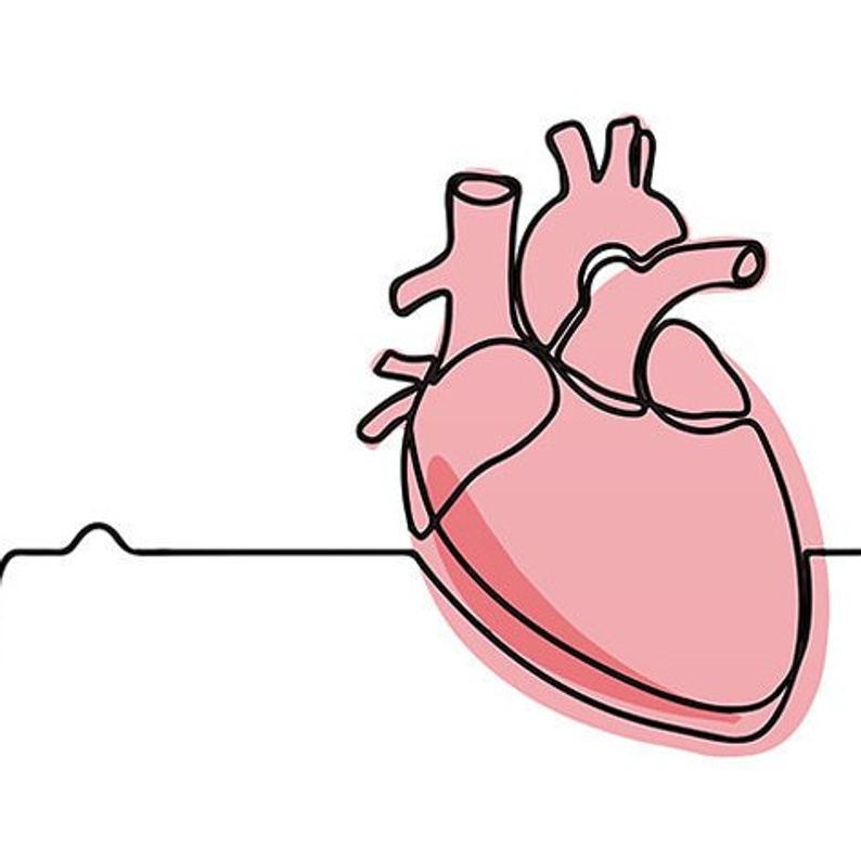 simple anatomical heart drawing