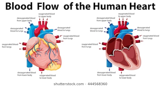 simple anatomical heart drawing