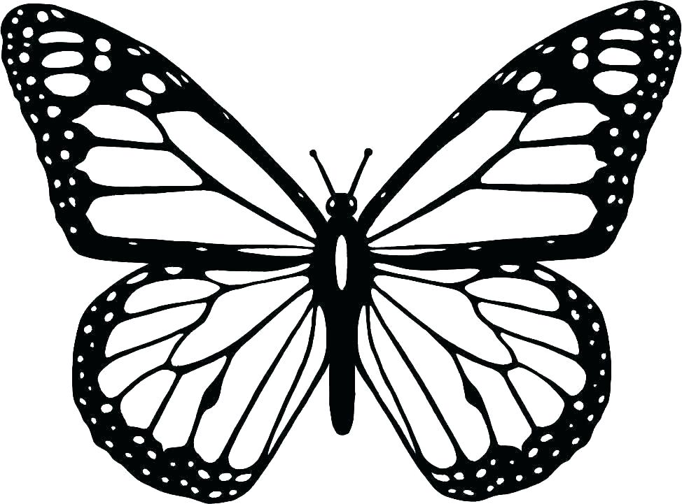 Simple Butterfly Drawing | Free download on ClipArtMag