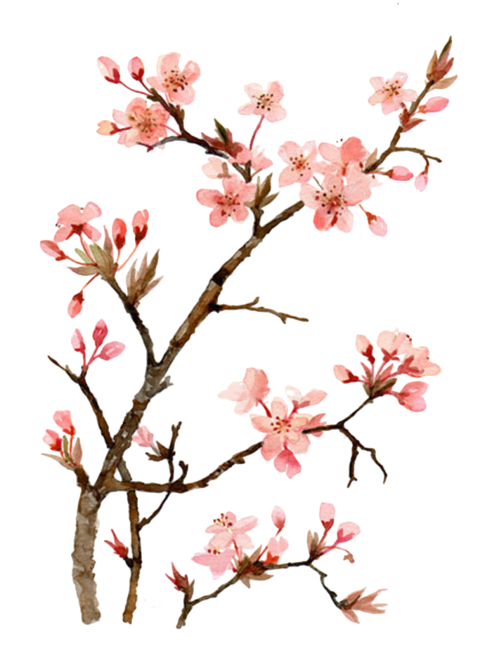 Simple Cherry Blossom Drawing Free download on ClipArtMag