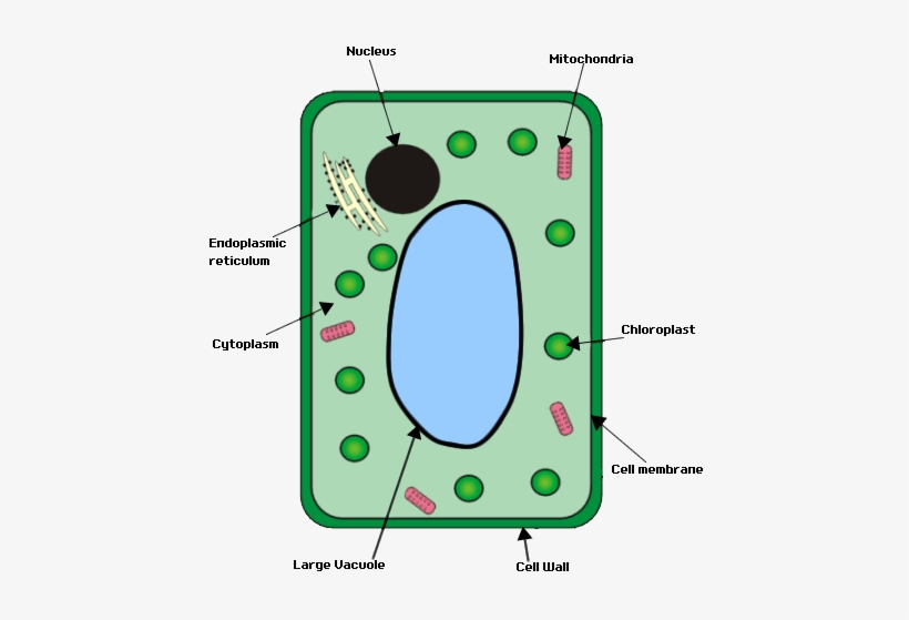 Simple Plant Cell Drawing | Free download on ClipArtMag