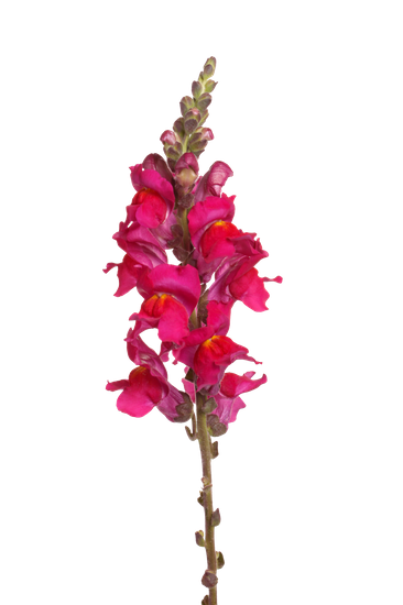 Snapdragon Flower Drawing | Free download on ClipArtMag