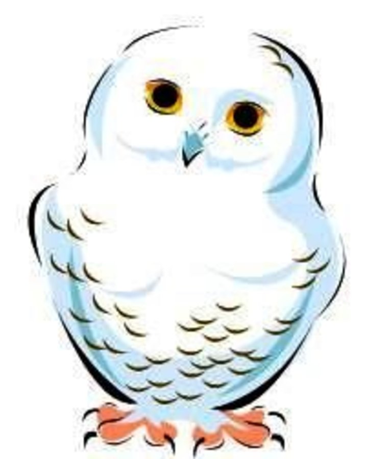 Snowy Owl Drawing | Free download on ClipArtMag