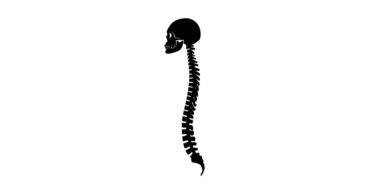 Spinal Cord Drawing | Free download on ClipArtMag