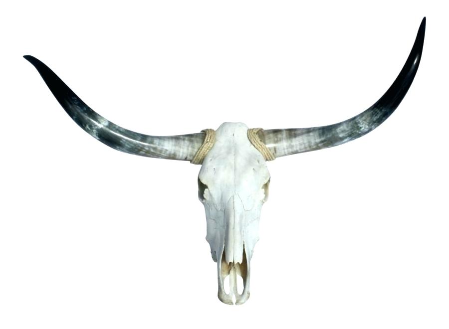 Steer Skull Drawing | Free download on ClipArtMag