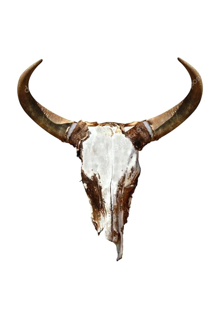 Steer Skull Drawing | Free download on ClipArtMag