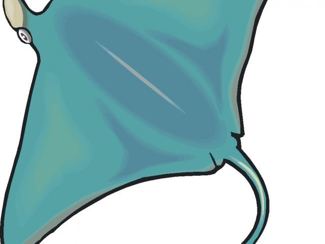 Stingray Drawing | Free download on ClipArtMag