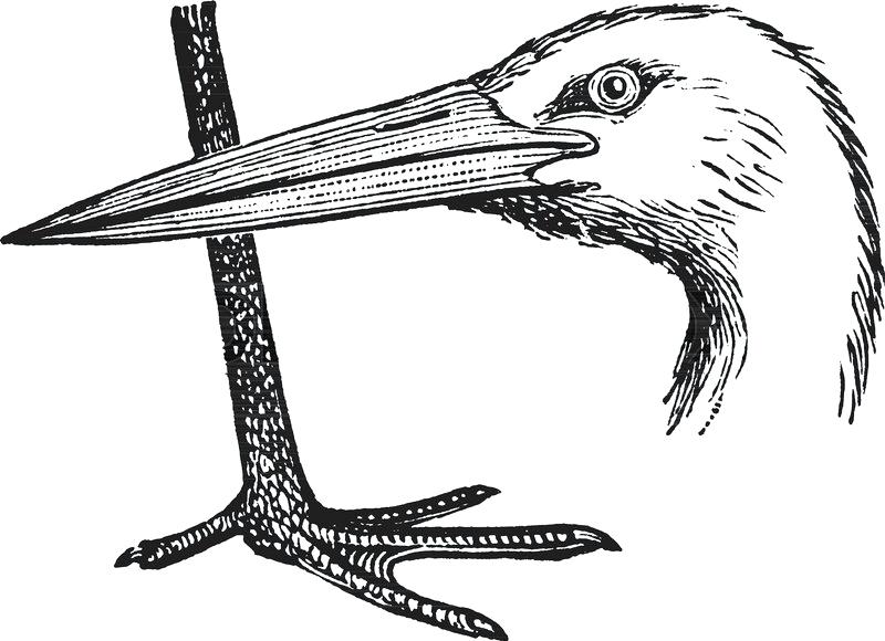 Stork Drawing | Free download on ClipArtMag