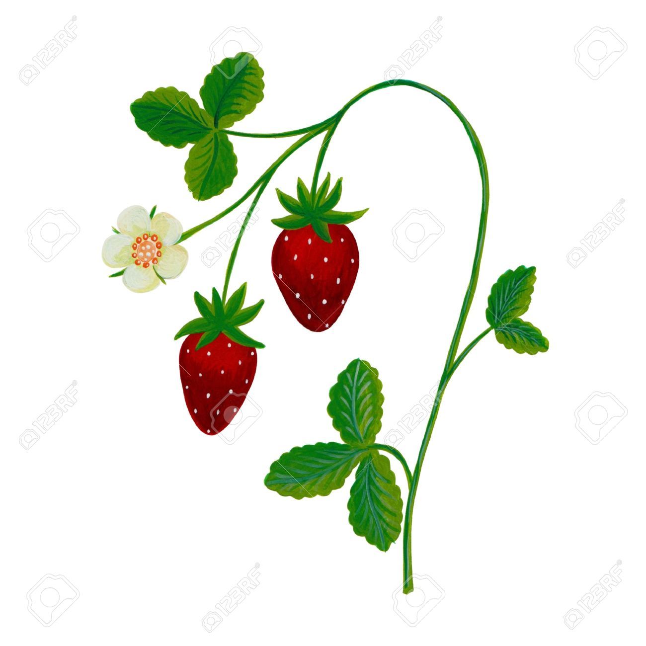 Strawberry Vine Drawing Free download on ClipArtMag