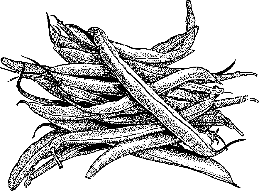 String Beans Drawing | Free download on ClipArtMag