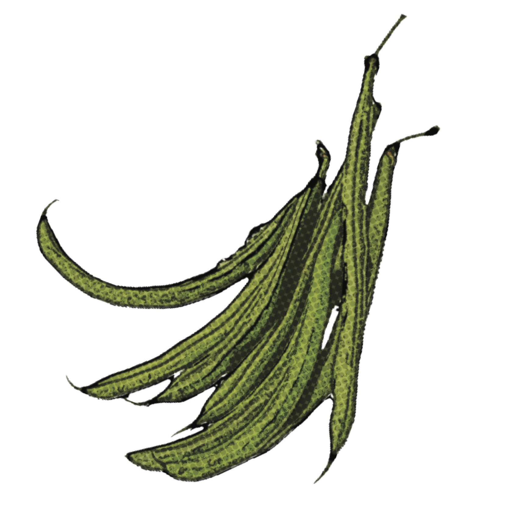 String Beans Drawing | Free download on ClipArtMag