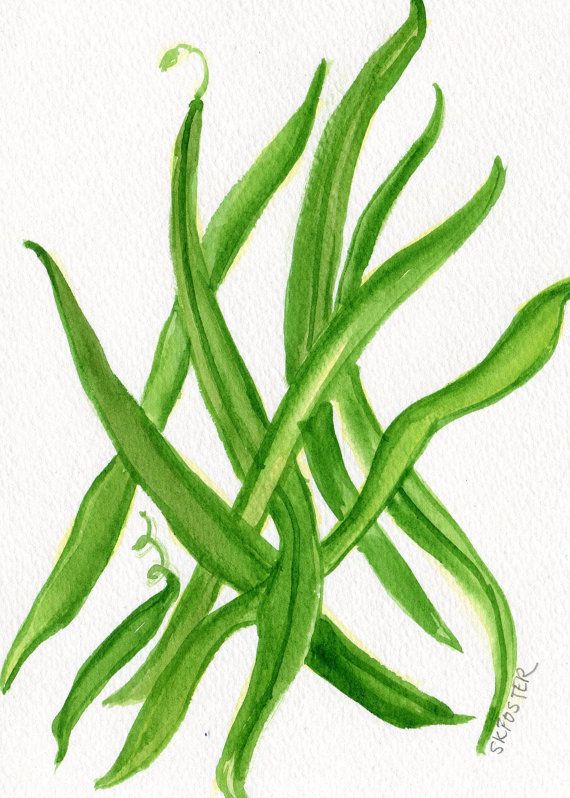 String Beans Drawing | Free download on ClipArtMag