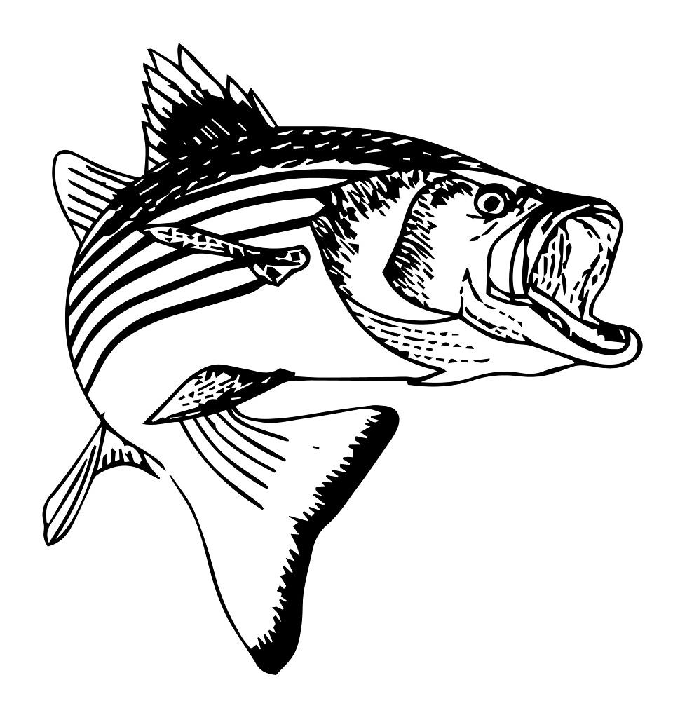 Striped Bass Drawing | Free download on ClipArtMag