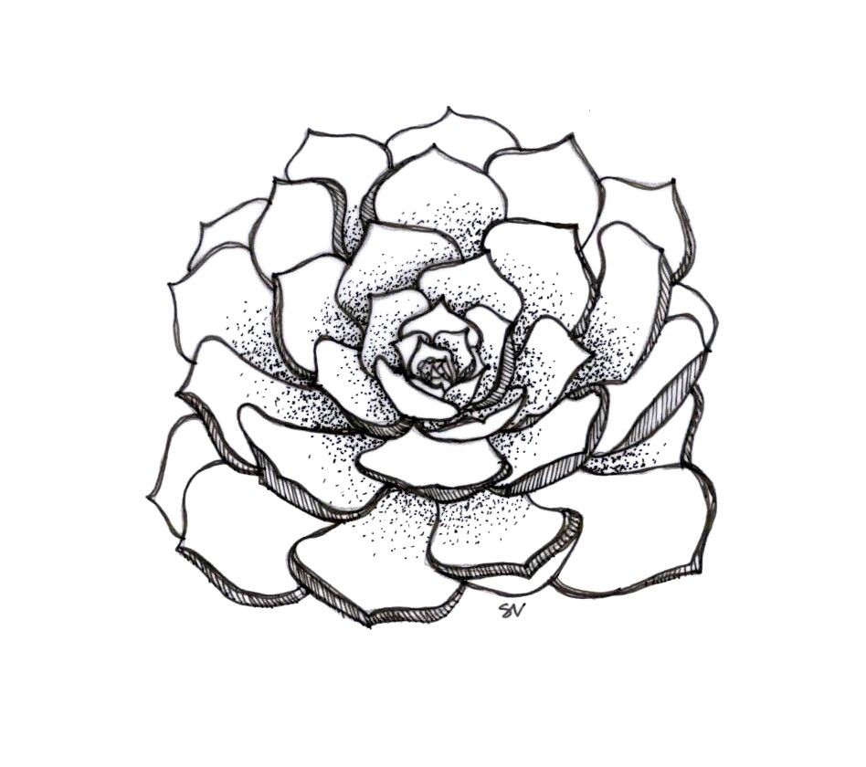 Succulent Line Drawing | Free download on ClipArtMag