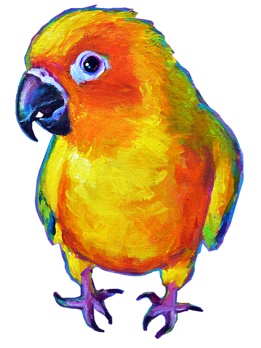 Sun Conure Drawing | Free download on ClipArtMag