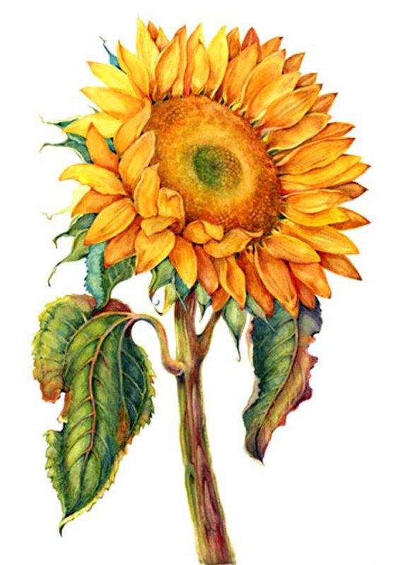 Sunflower Drawing Easy With Color - img-whatup