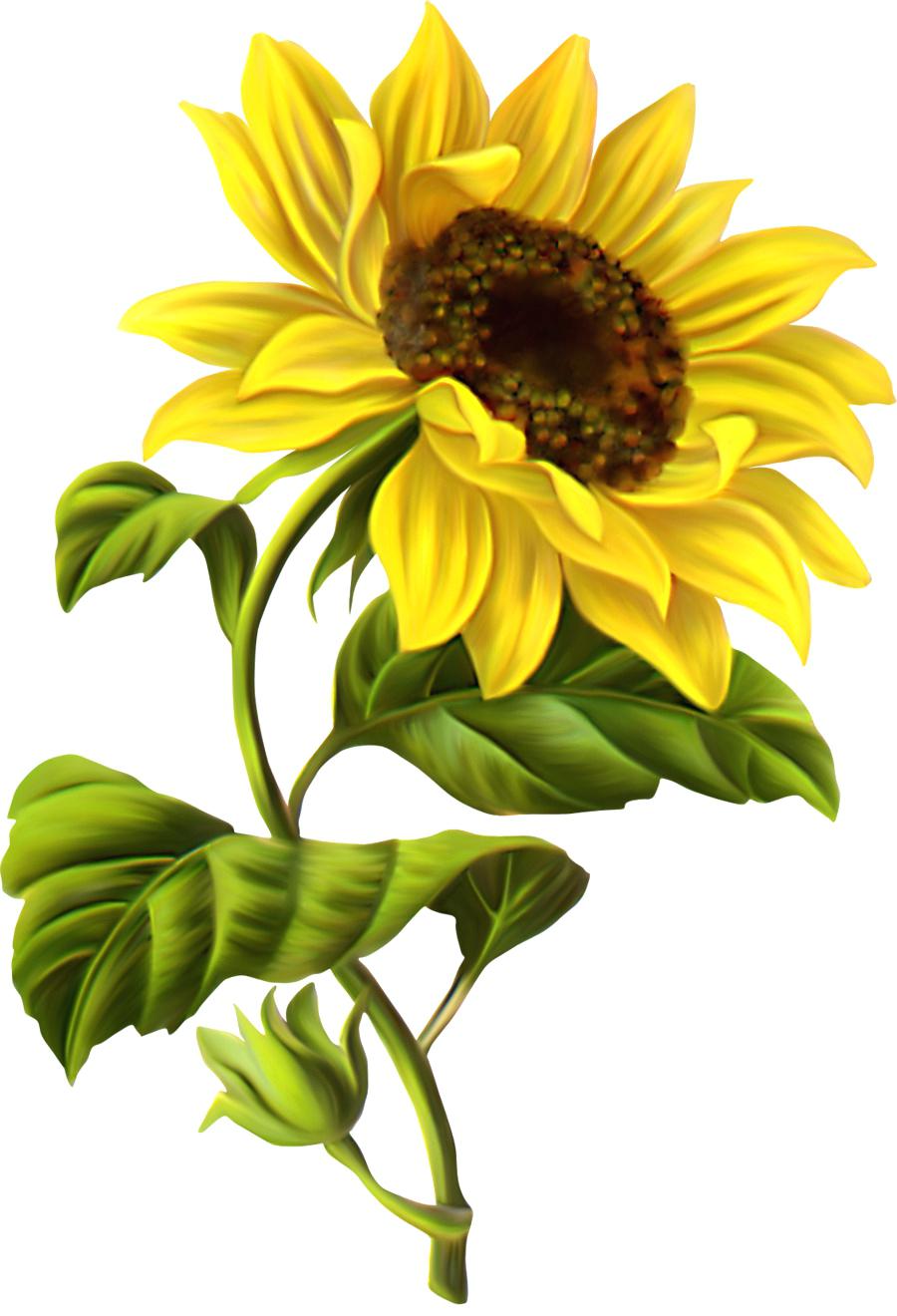 Sunflower Drawing Easy | Free download on ClipArtMag