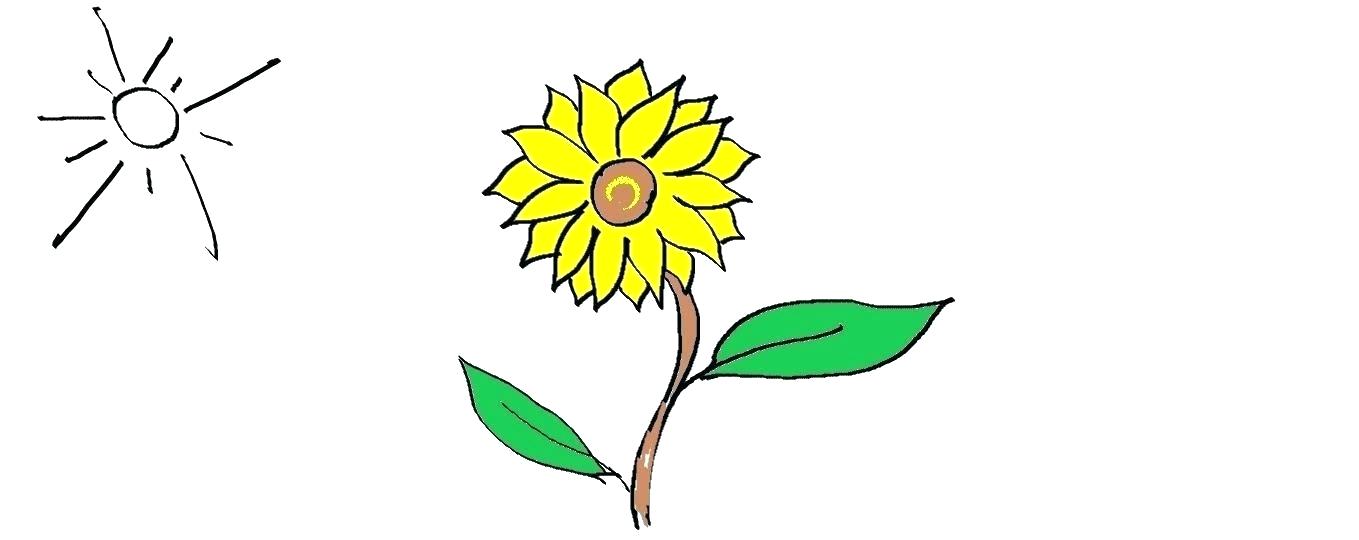 Sunflower Drawing For Kid Free Download On Clipartmag