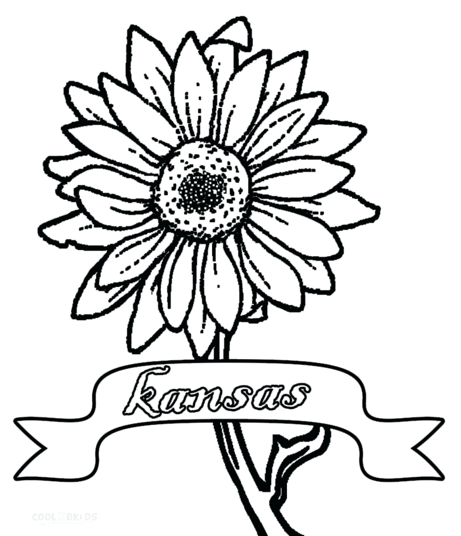 Sunflower Drawing Template Free download on ClipArtMag