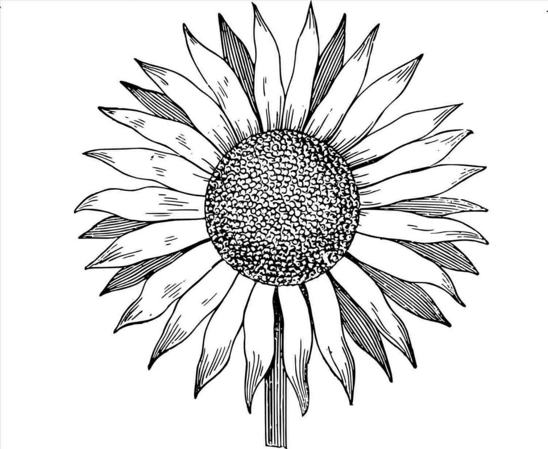 Sunflower Line Drawing Free download on ClipArtMag
