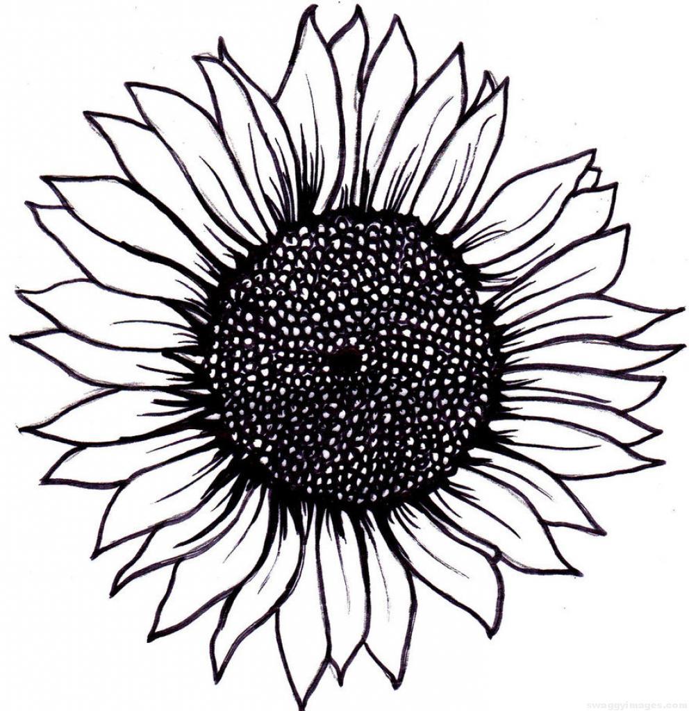 Sunflower Outline Drawing Free download on ClipArtMag