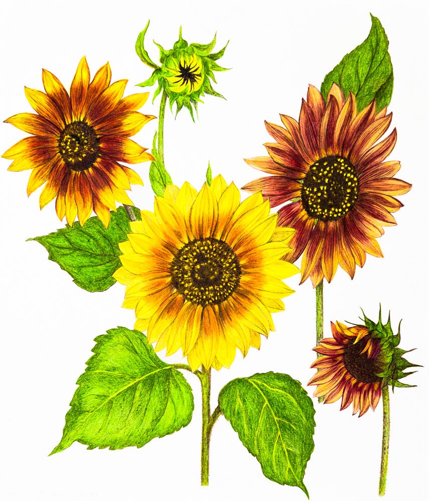 Sunflower Pencil Drawing Free download on ClipArtMag