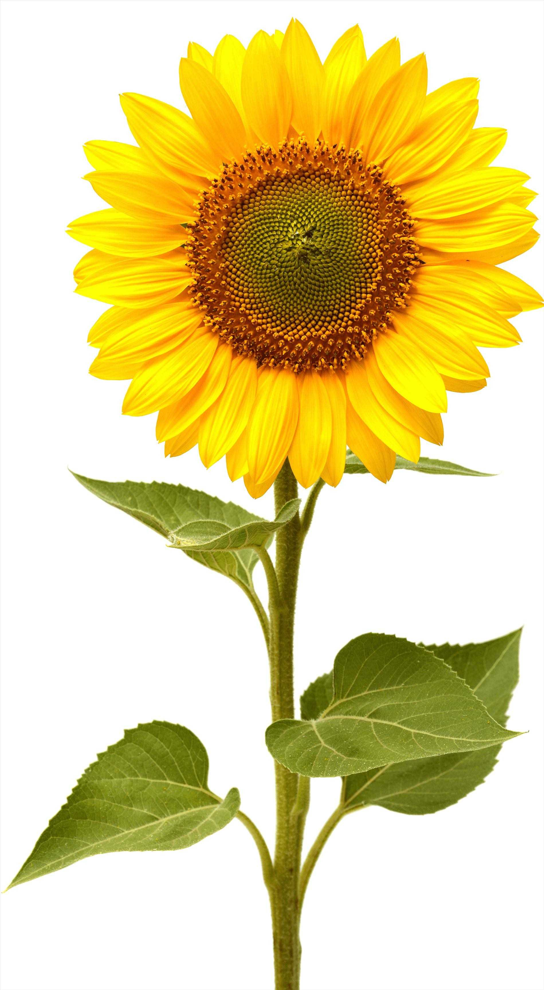 Sunflower Pencil Drawing | Free download on ClipArtMag