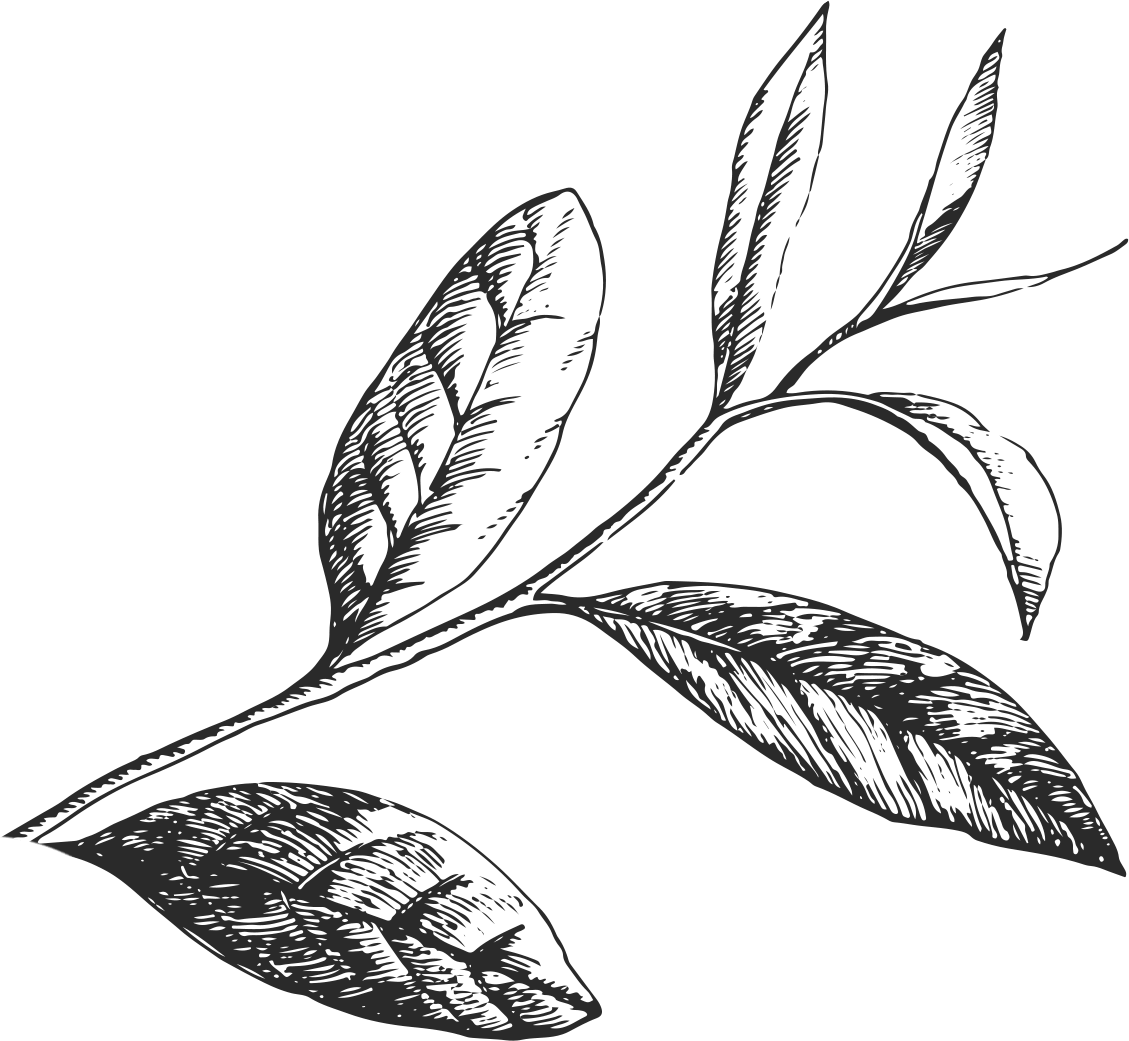 Tea Leaves Drawing Free download on ClipArtMag